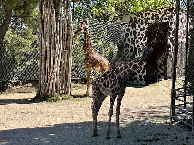 parco zoo falconara giraffe 4