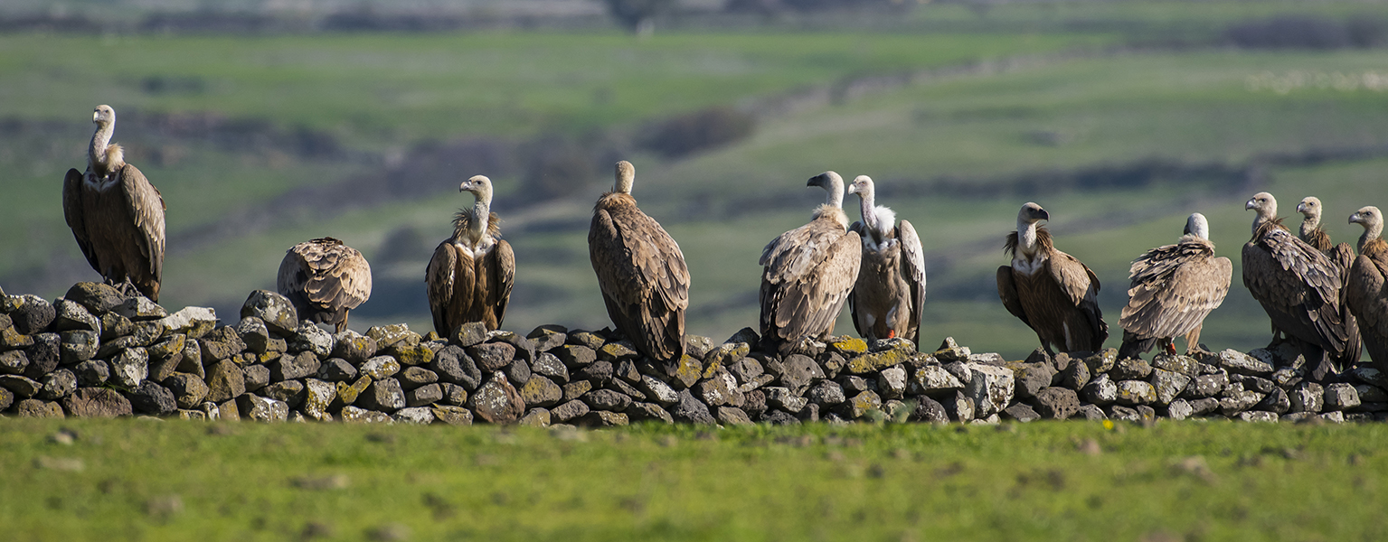 grifoni vultures