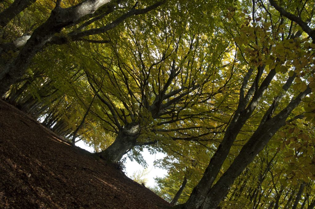 Foliage foto Michele Boncagni