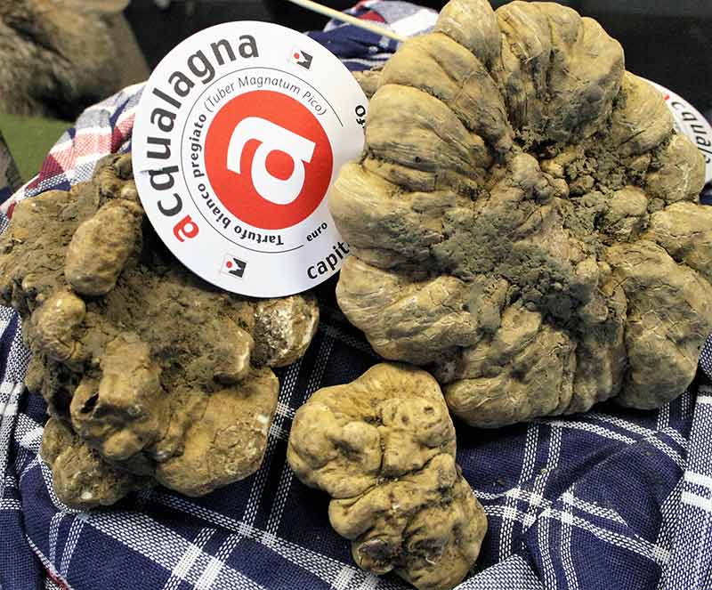 Tartufo Bianco di Acqualagna 