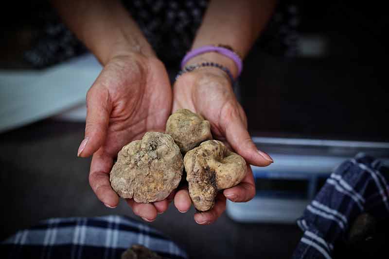 Tartufo bianco di SantAngelo in Vado 2