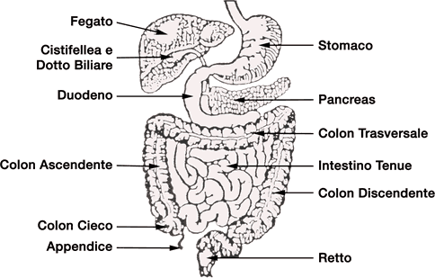 intestino.gif